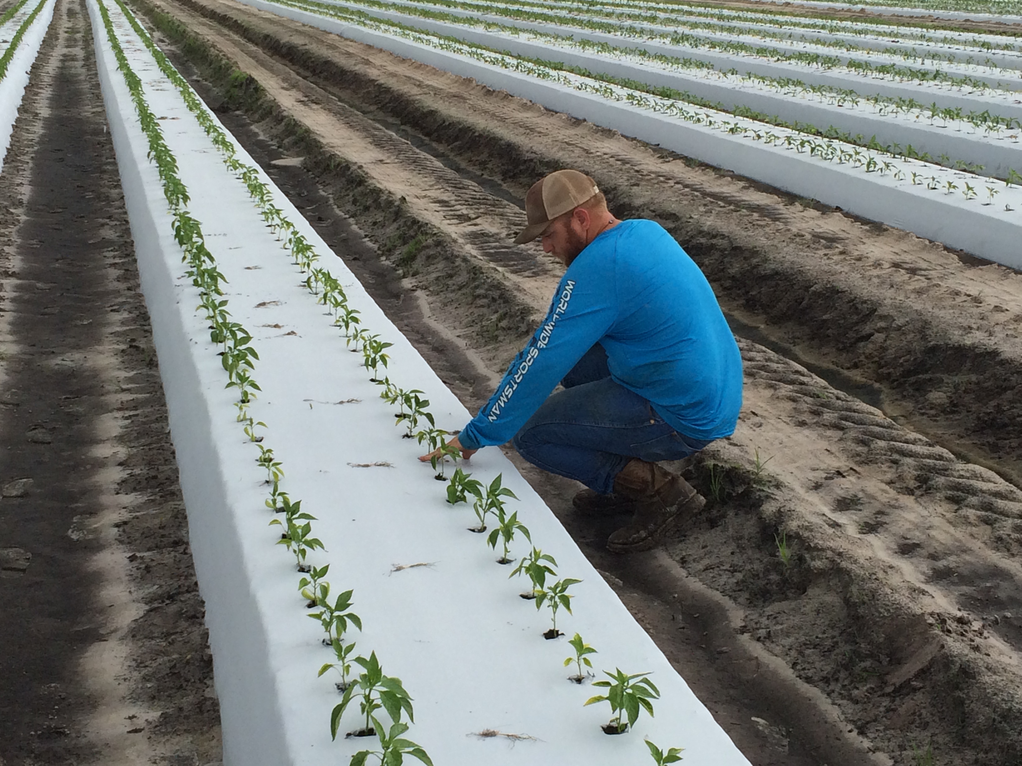 http://files.harrells.com/www/Dustin - Tomatoes and Peppers.JPG